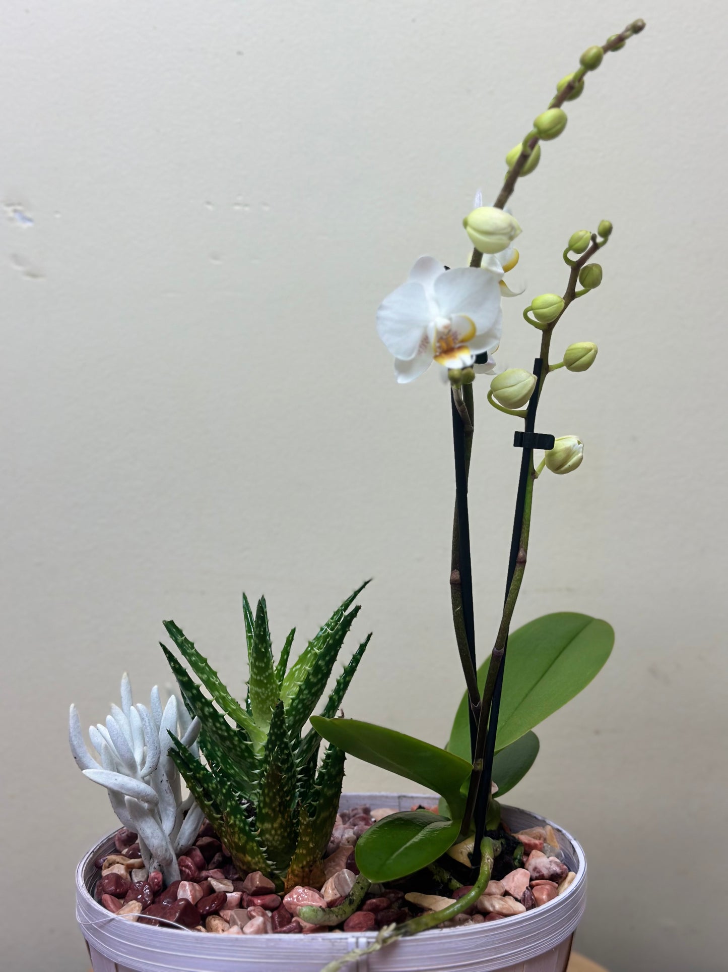 Orchid and Succulent Planter