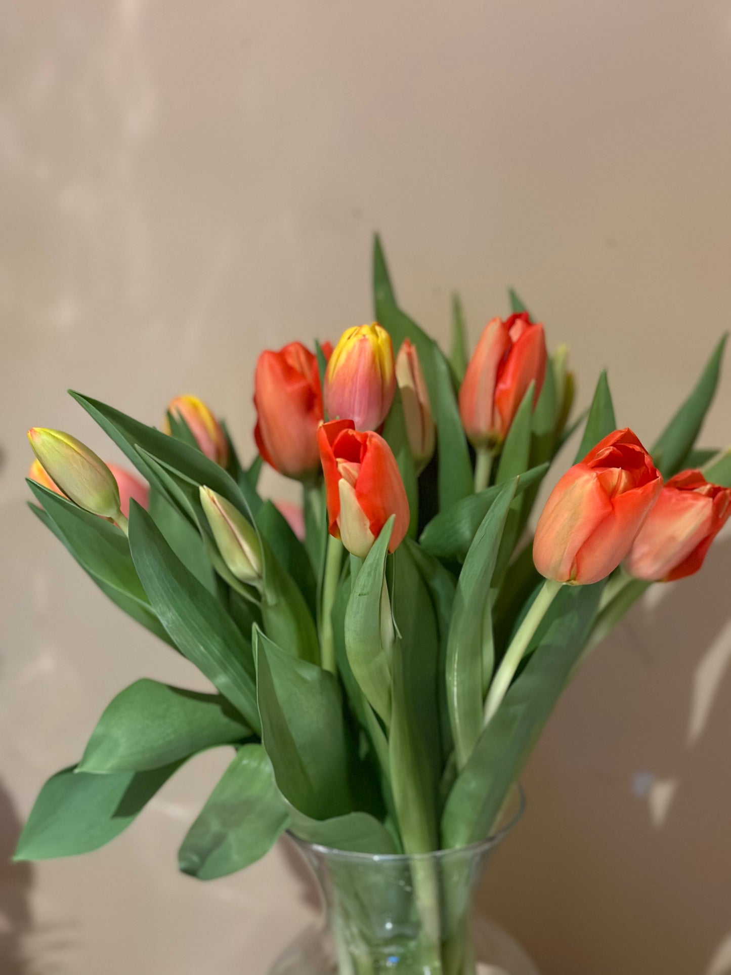 Assorted Tulips in Vase